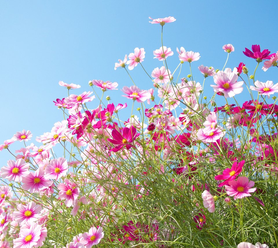 Обои небо, цветы, природа, поле, лепестки, луг, космея, the sky, flowers, nature, field, petals, meadow, kosmeya разрешение 2048x1365 Загрузить