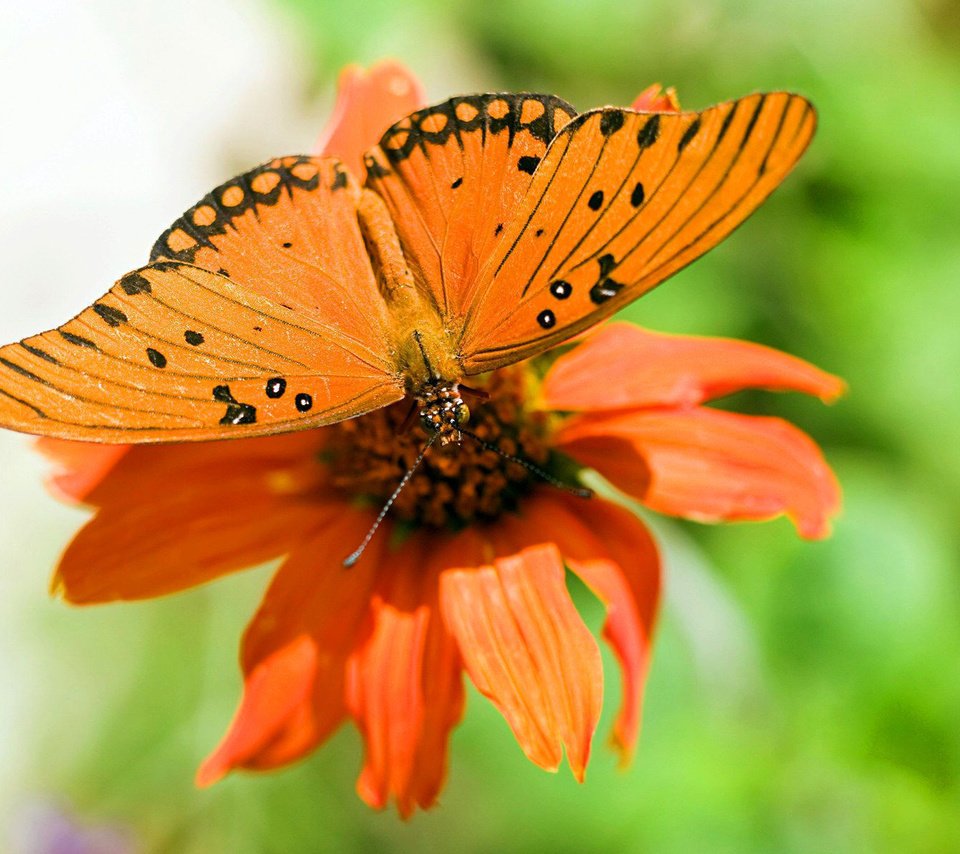 Обои макро, цветок, бабочка, крылья, насекомые, растение, macro, flower, butterfly, wings, insects, plant разрешение 1920x1200 Загрузить