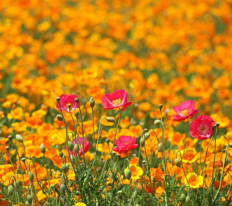 Обои цветы, поле, маки, луг, весна, разные вместе, flowers, field, maki, meadow, spring, different together разрешение 2048x1365 Загрузить