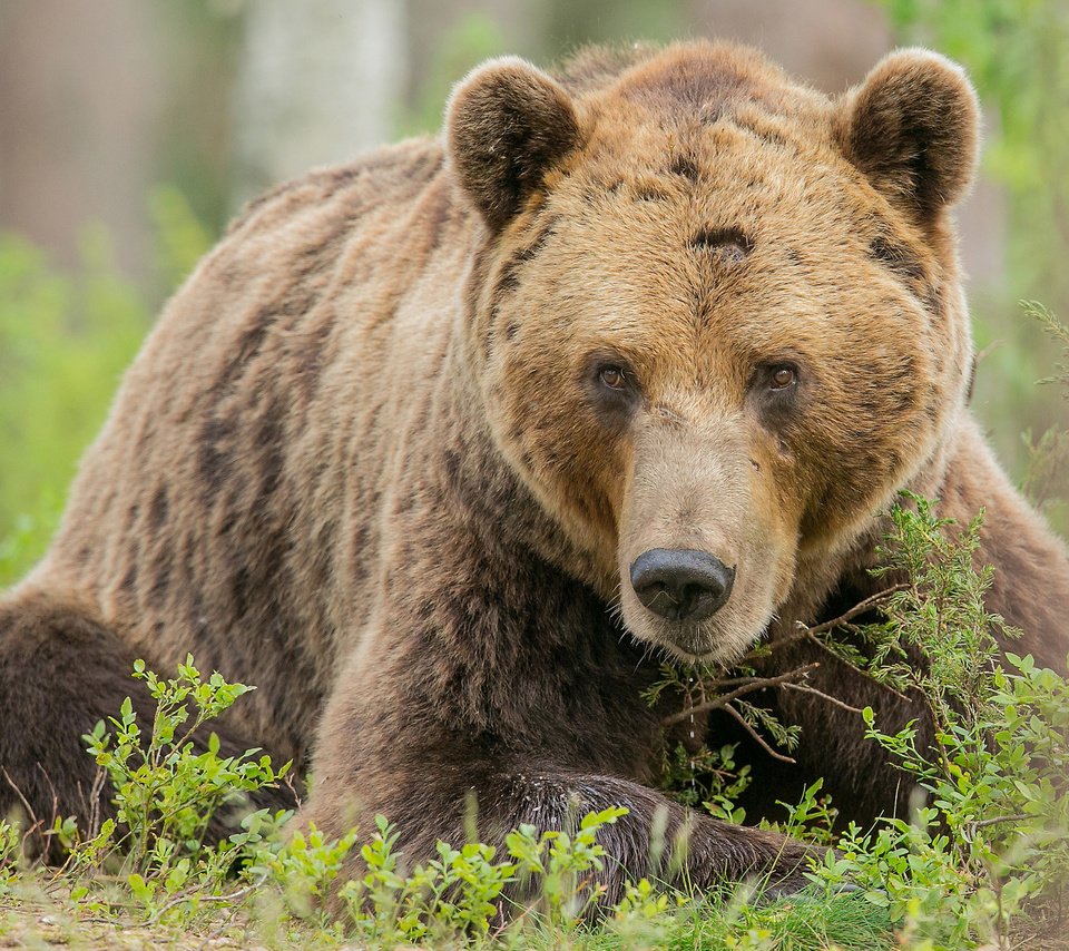 Обои трава, взгляд, медведь, лежит, бурый, grass, look, bear, lies, brown разрешение 2048x1442 Загрузить