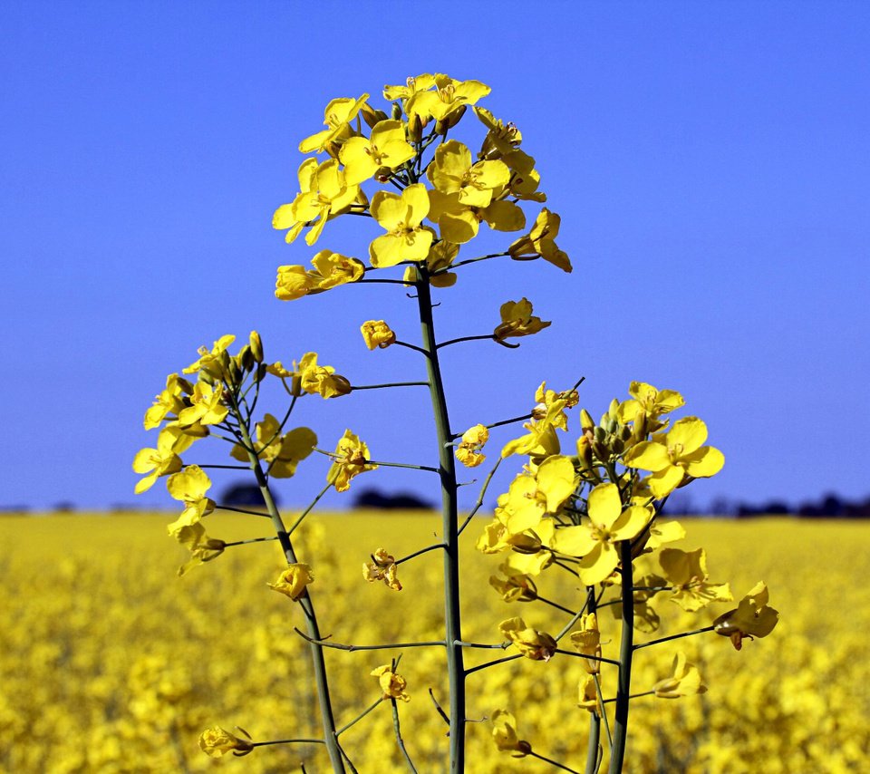 Обои небо, цветы, пейзаж, поле, растение, рапс, the sky, flowers, landscape, field, plant, rape разрешение 1920x1200 Загрузить