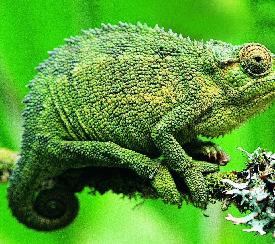 Обои ящерица, хамелеон, рептилия, lizard, chameleon, reptile разрешение 1920x1200 Загрузить