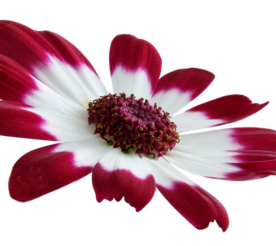 Обои макро, цветок, лепестки, хризантема, бордово-белая, macro, flower, petals, chrysanthemum, burgundy-white разрешение 2048x1333 Загрузить
