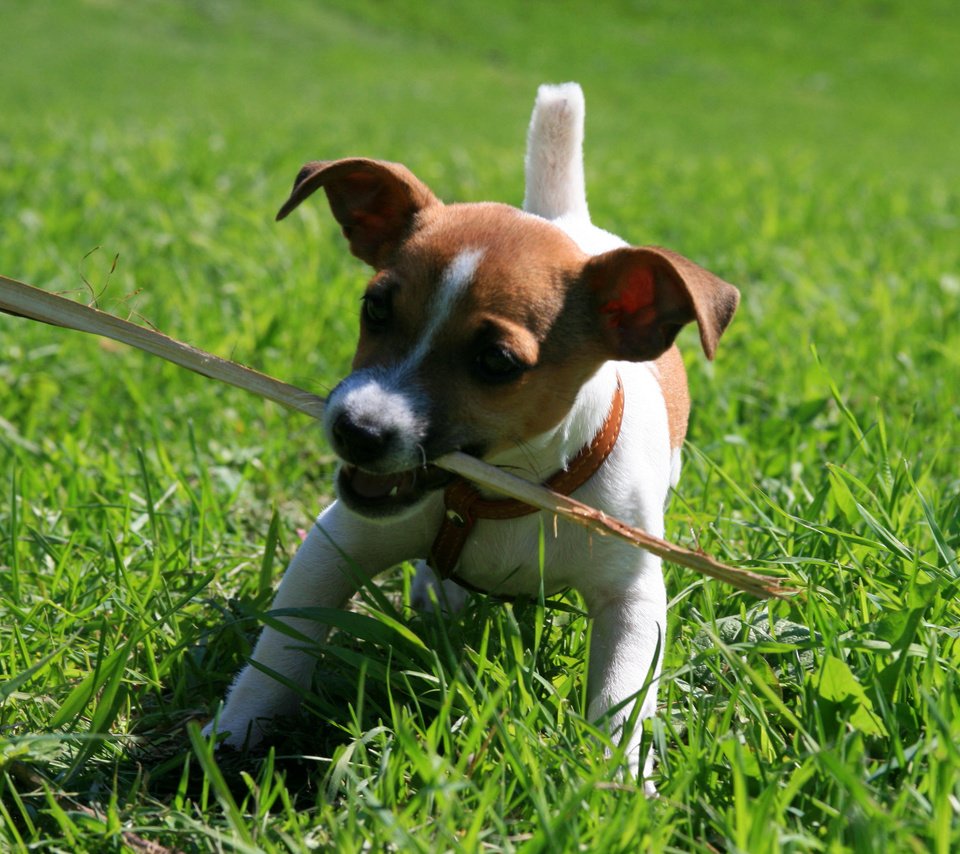 Обои собака, щенок, игра, палка, джек-рассел-терьер, dog, puppy, the game, stick, jack russell terrier разрешение 3888x2592 Загрузить