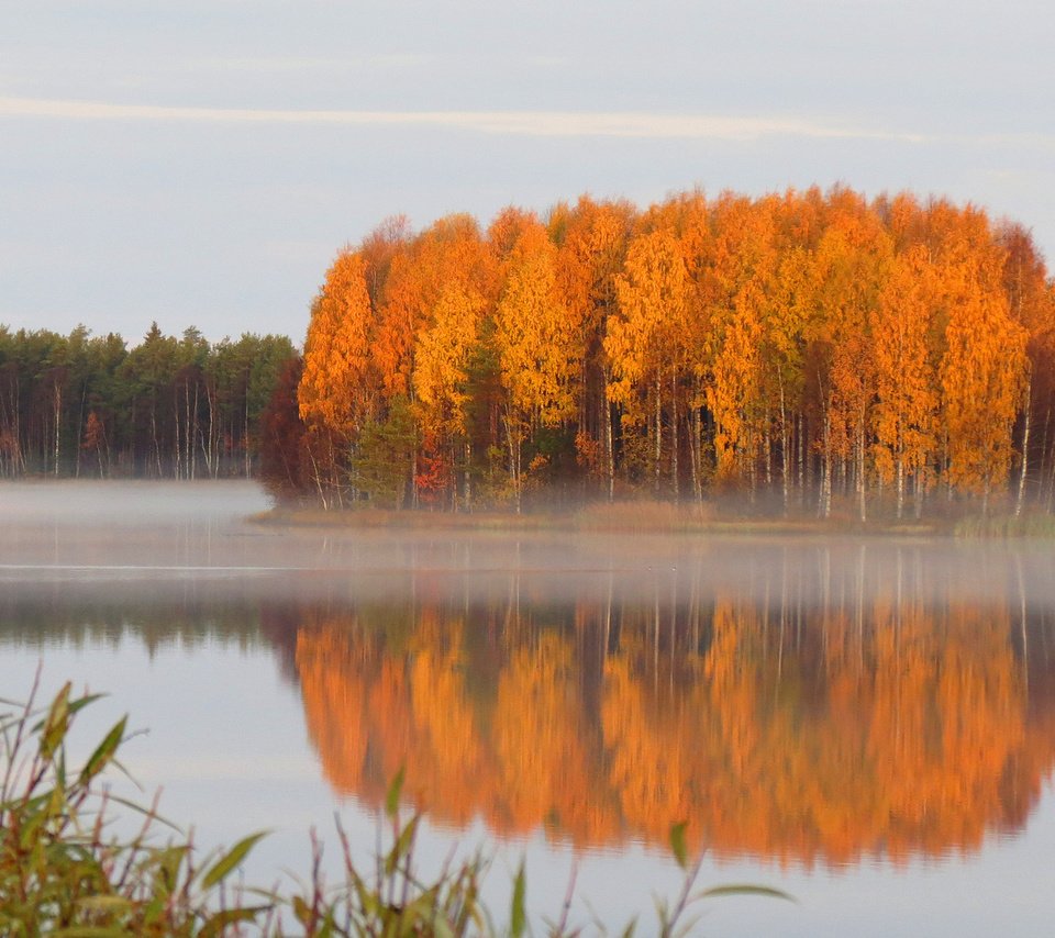 Обои лес, осень, пруд, дымка, тишь, forest, autumn, pond, haze, quiet разрешение 1920x1200 Загрузить