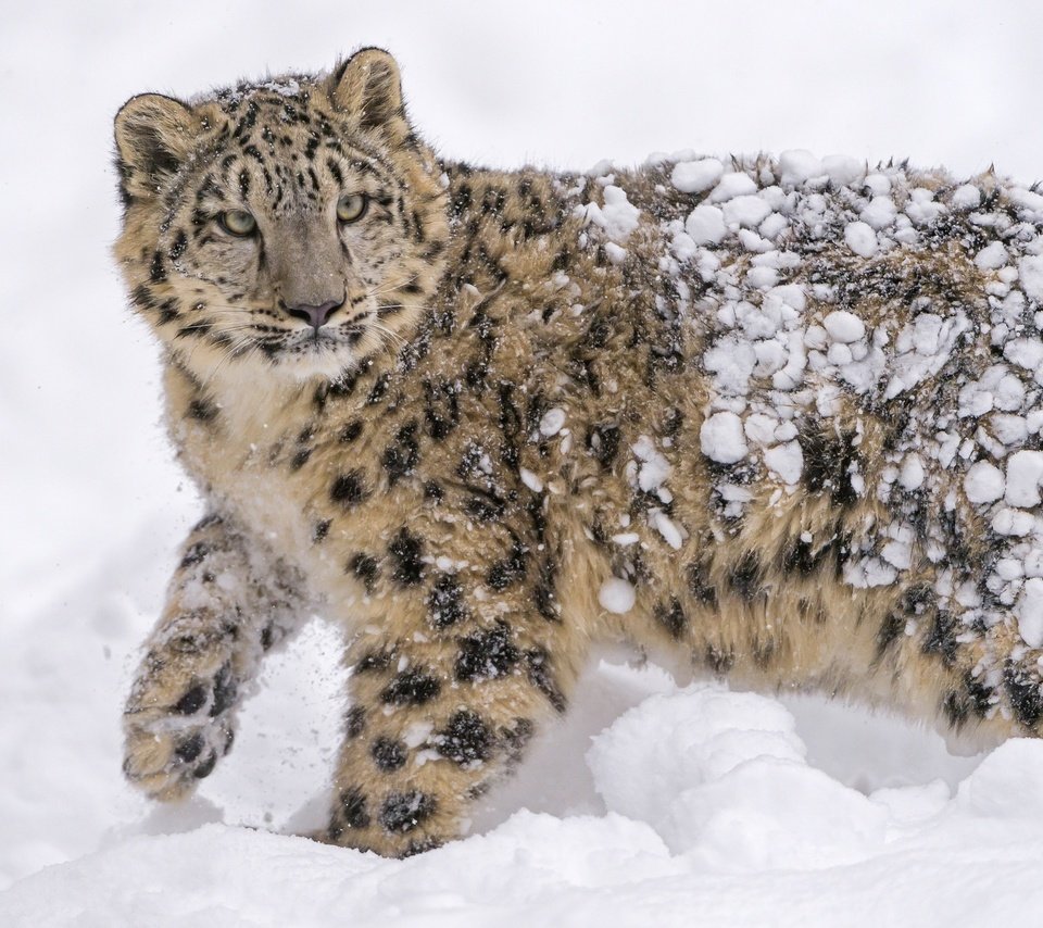 Обои морда, дикая кошка, снег, молодой, пятна, снежный леопард, хищник, снежный барс, мех, ирбис, барс, face, wild cat, snow, young, spot, predator, snow leopard, fur, irbis, bars разрешение 2560x1700 Загрузить