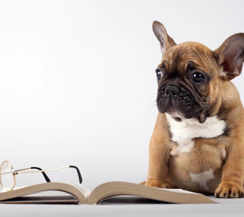 Обои мордочка, очки, собака, щенок, книга, лапки, мопс, muzzle, glasses, dog, puppy, book, legs, pug разрешение 2560x1600 Загрузить