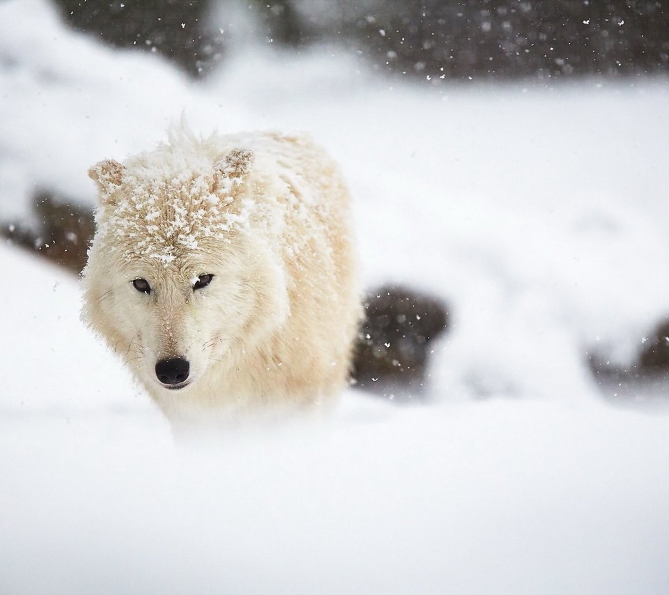 Обои снег, зима, белый, животное, волк, арктический волк, snow, winter, white, animal, wolf, arctic wolf разрешение 1920x1280 Загрузить