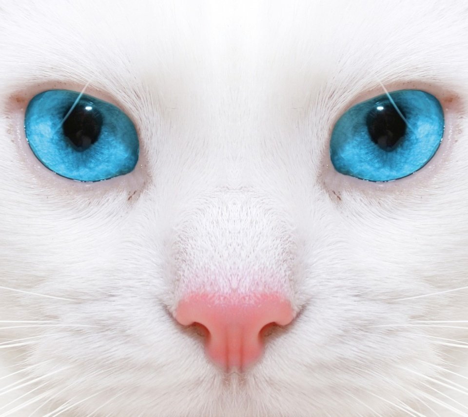 Обои кот, кошка, голубые глаза, белая, cat, blue eyes, white разрешение 1920x1200 Загрузить