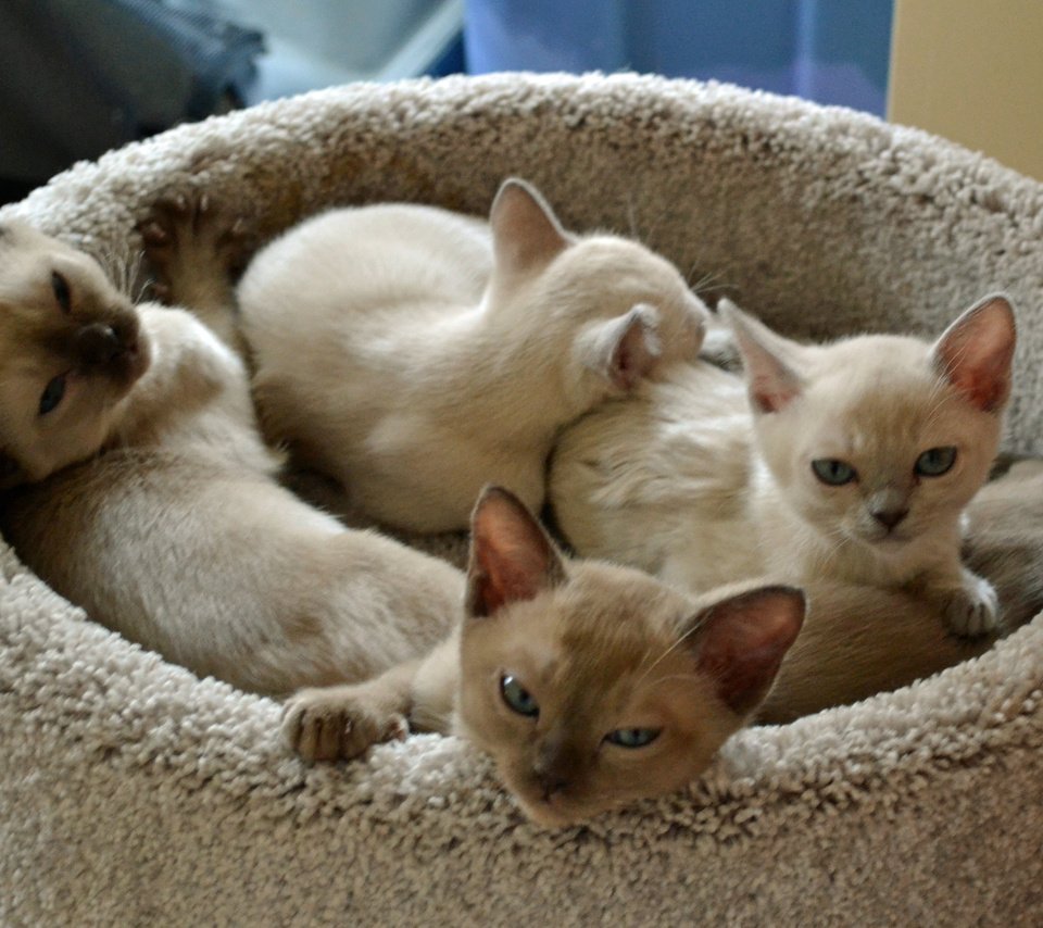 Обои кошки, котята, мордочки, тонкинез, cats, kittens, faces, tonkinese разрешение 4608x3072 Загрузить