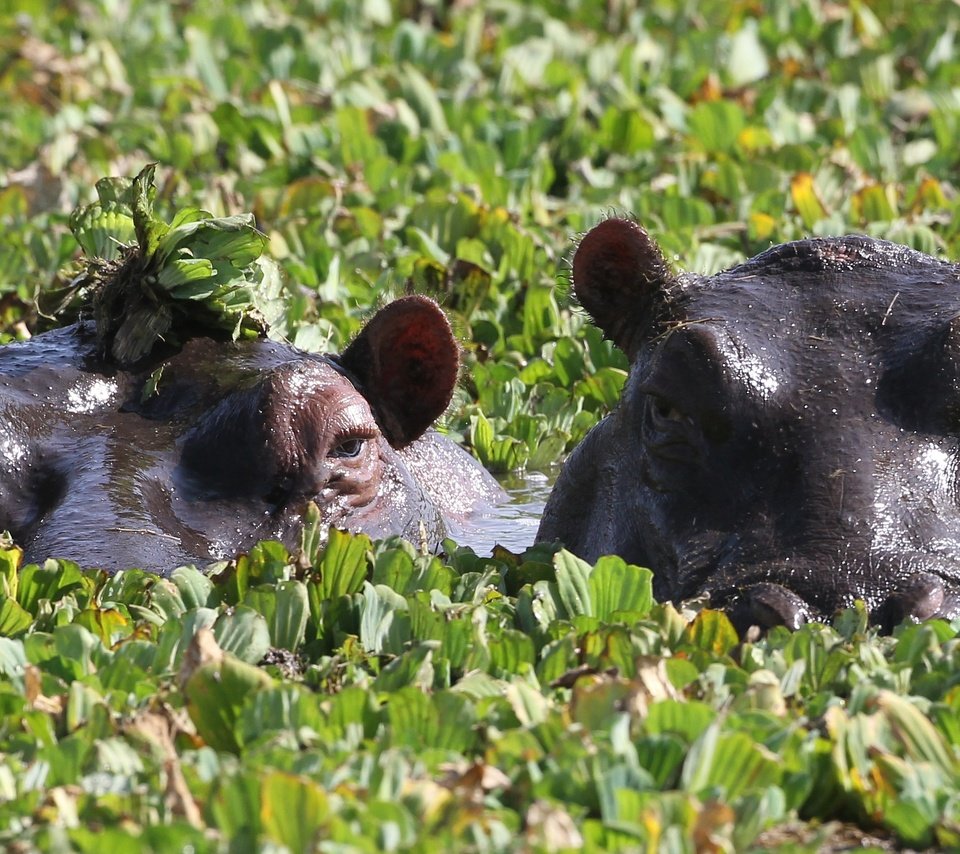 Обои глаза, зелень, пара, купание, бегемоты, eyes, greens, pair, bathing, hippos разрешение 3508x1669 Загрузить