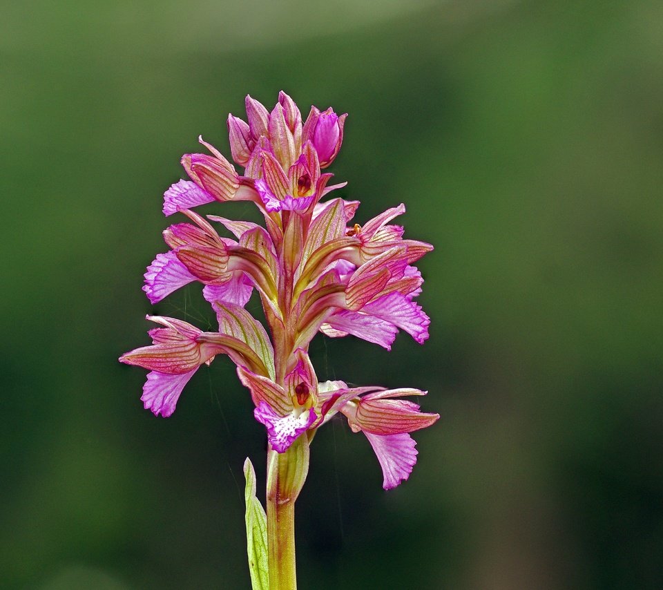 Обои цветок, розовый, орхидея, ziva & amir, wildflower, flower, pink, orchid разрешение 4055x2731 Загрузить