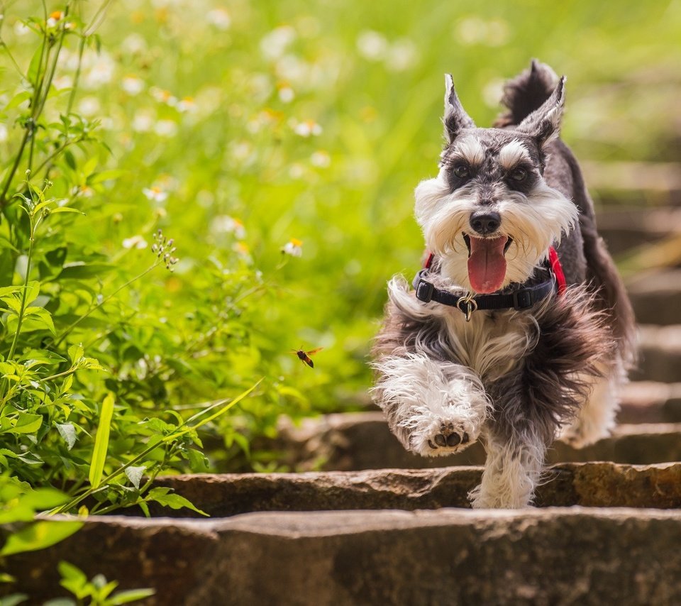 Обои трава, лестница, собака, цвергшнауцер, grass, ladder, dog, the miniature schnauzer разрешение 1920x1080 Загрузить