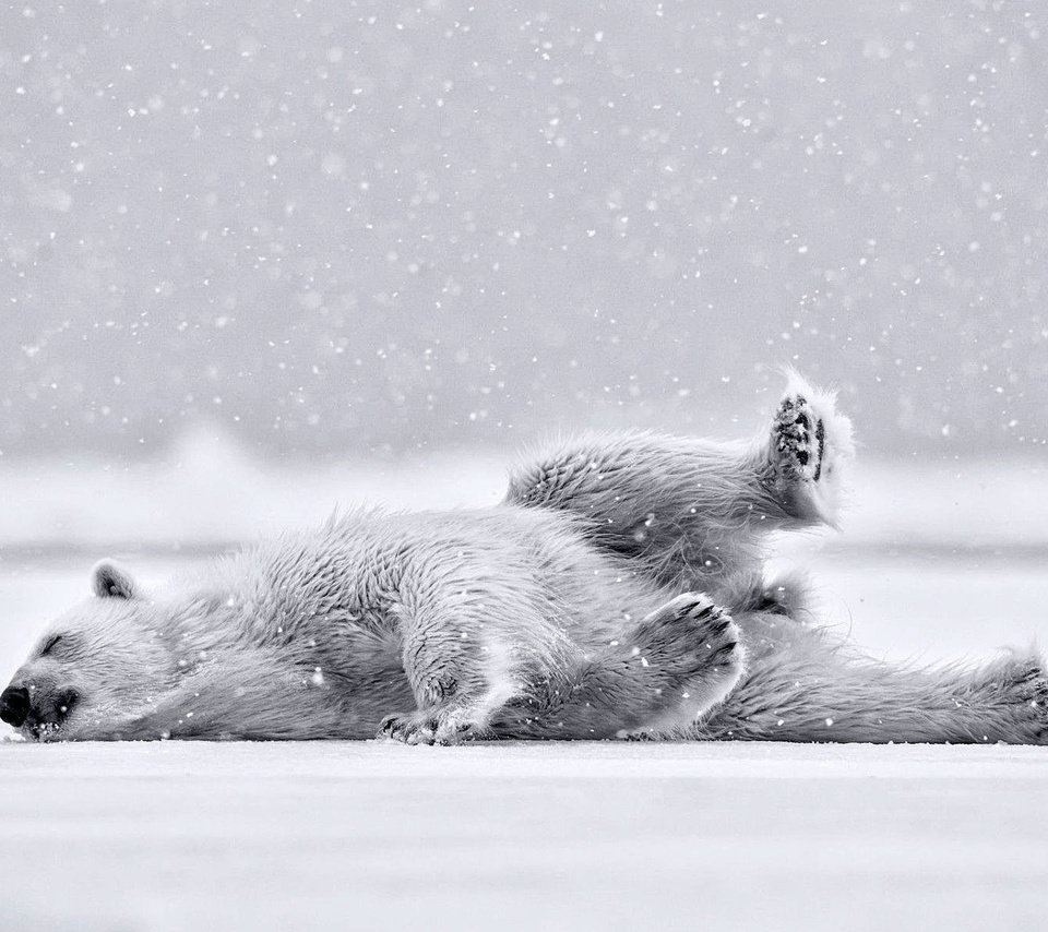 Обои полярный медведь, медведь, белый медведь, polar bear, bear разрешение 1920x1200 Загрузить