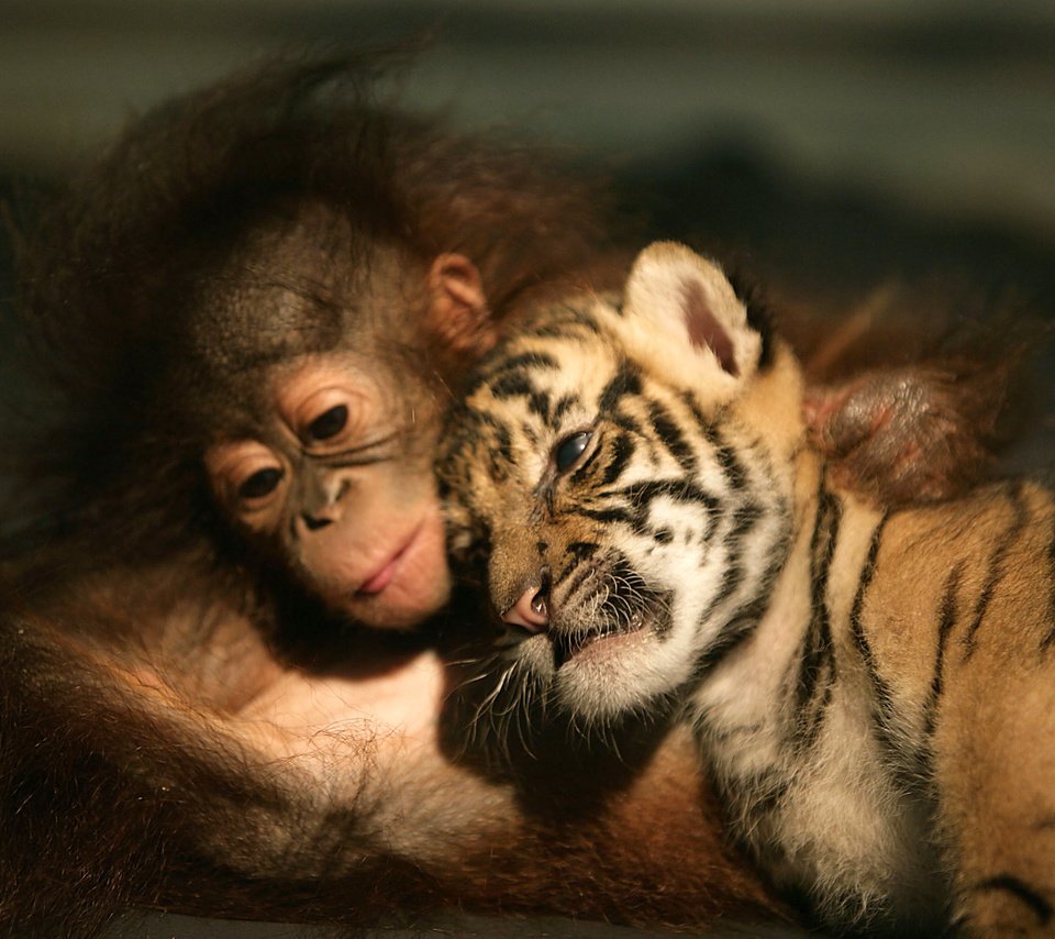 Обои тигр, животные, друзья, орангутанг, tiger, animals, friends, orangutan разрешение 3000x2000 Загрузить
