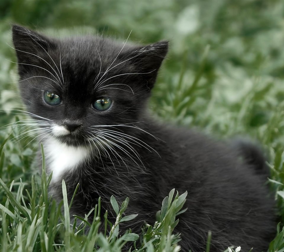 Обои глаза, усы, кошка, взгляд, котенок, eyes, mustache, cat, look, kitty разрешение 1920x1200 Загрузить
