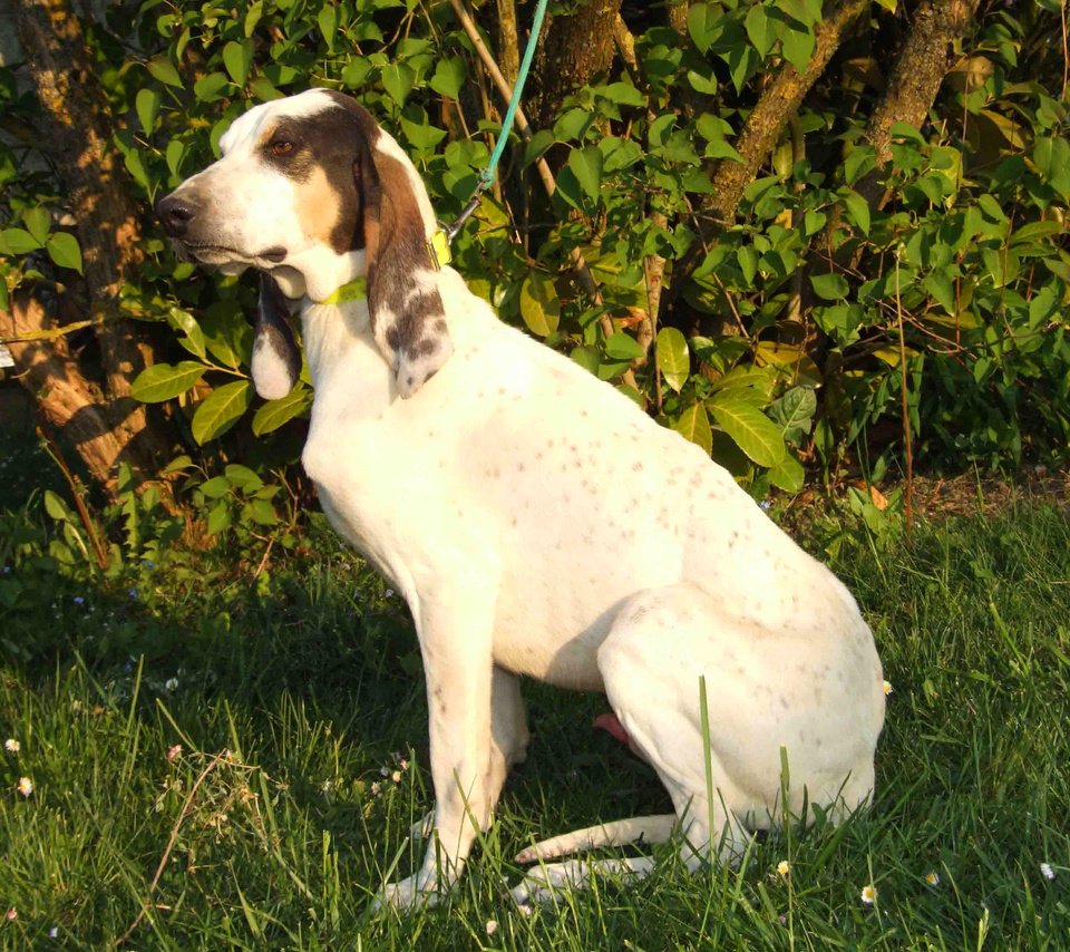 Обои собака, уши, арьежская гончая, охотничья собака, dog, ears, ariska hound, hunting dog разрешение 3488x2616 Загрузить