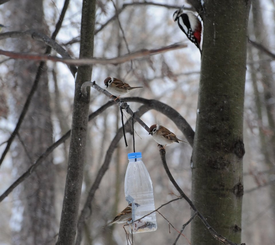 Обои дерево, птицы, воробей, синица, дятел, кормушка, tree, birds, sparrow, tit, woodpecker, feeder разрешение 3976x2832 Загрузить