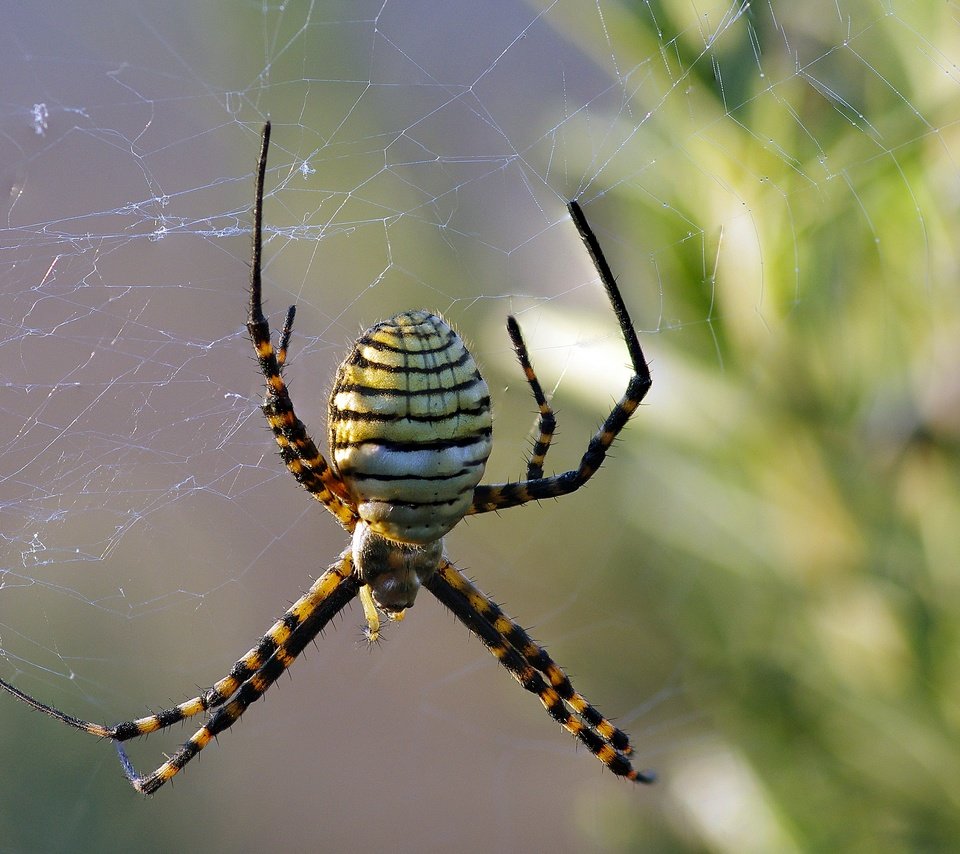 Обои макро, насекомое, паук, паутина, ziva & amir, wasp spider, macro, insect, spider, web разрешение 2880x2178 Загрузить