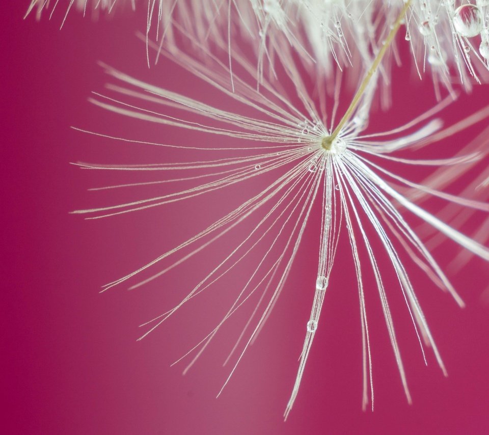 Обои макро, цветок, капли, одуванчик, macro, flower, drops, dandelion разрешение 2560x1600 Загрузить