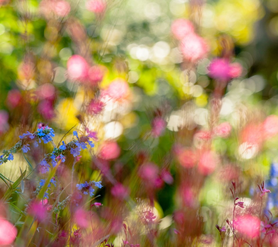 Обои цветы, природа, лето, полевые цветы, боке, flowers, nature, summer, wildflowers, bokeh разрешение 2048x1185 Загрузить