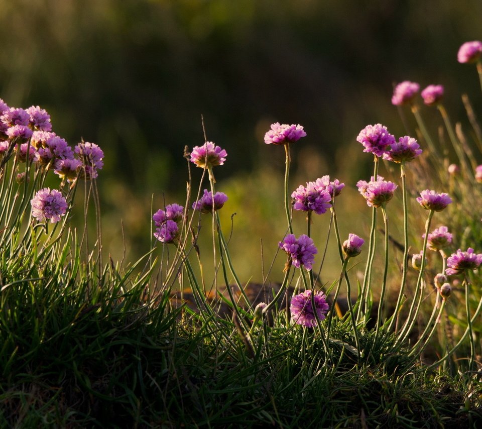 Обои цветы, трава, природа, полевые цветы, armeria, армерия, flowers, grass, nature, wildflowers, thrift разрешение 2560x1440 Загрузить