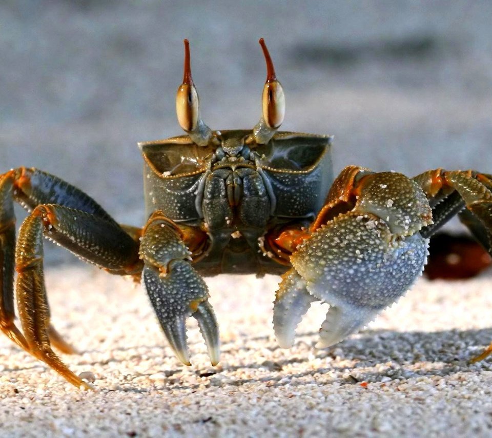 Обои песок, пляж, краб, клешни, sand, beach, crab, claws разрешение 1920x1200 Загрузить