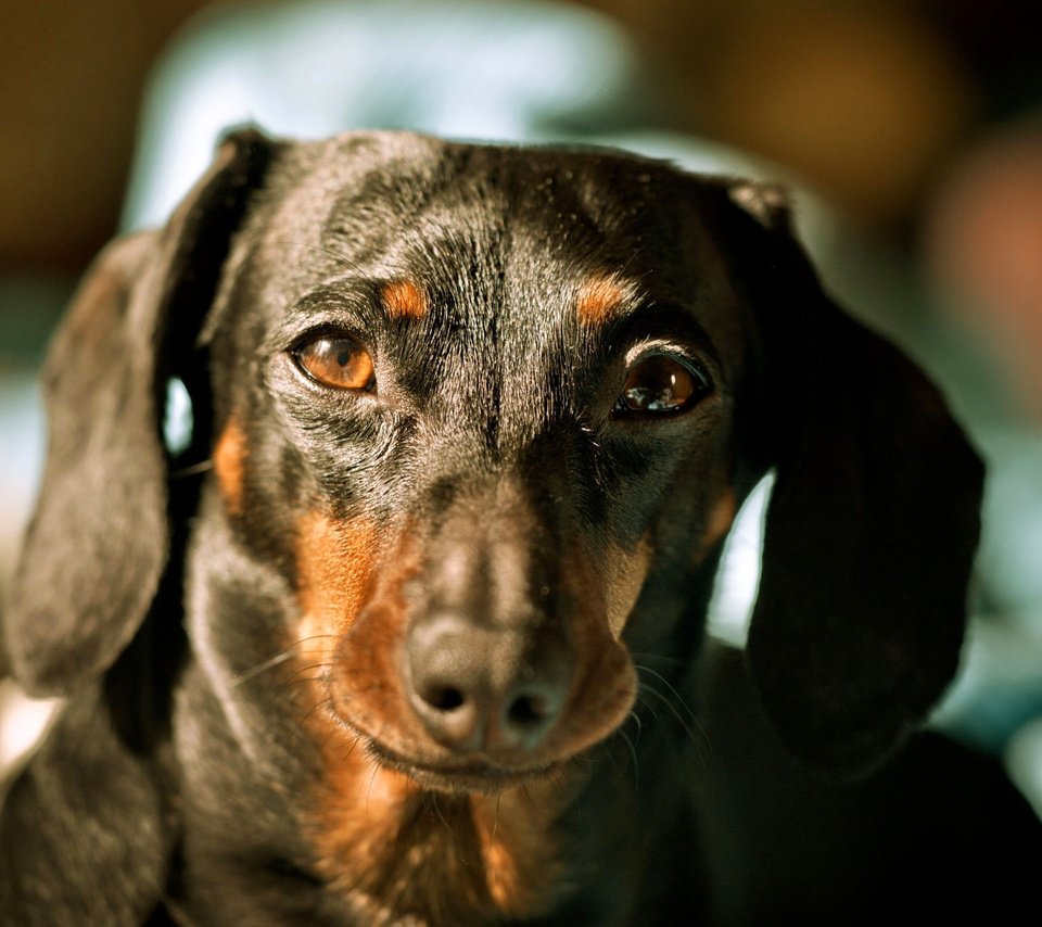 Обои морда, собака, животное, такса, face, dog, animal, dachshund разрешение 2560x1600 Загрузить