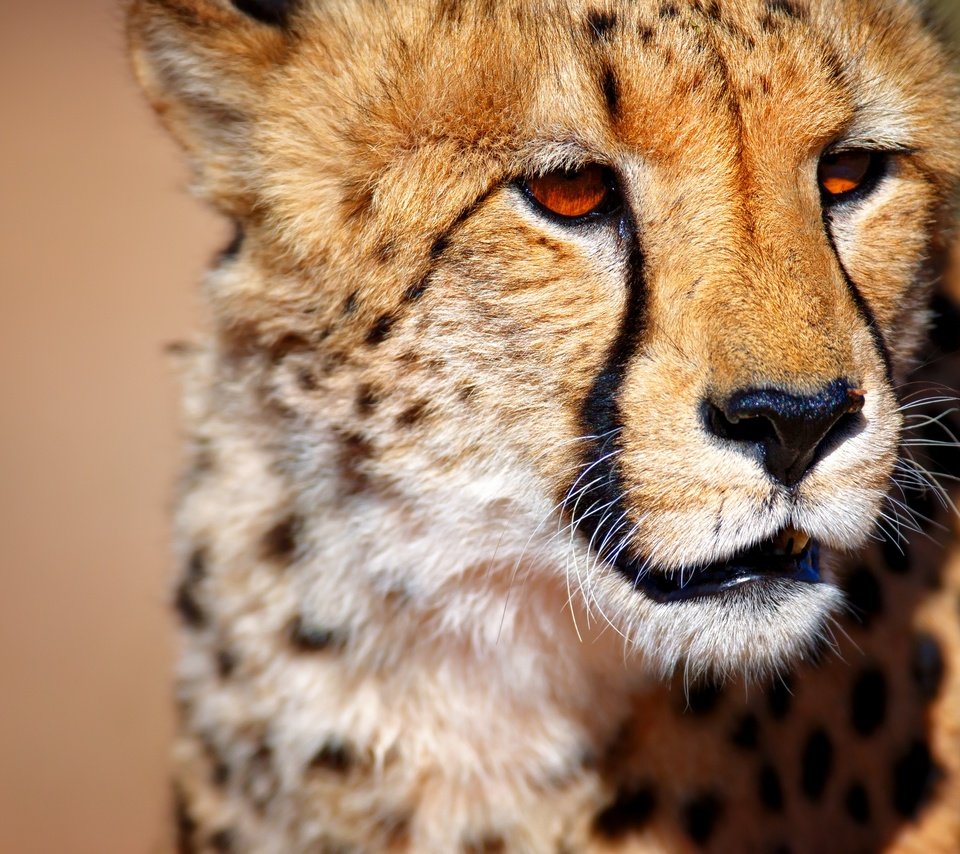 Обои морда, взгляд, большая кошка, животное, гепард, face, look, big cat, animal, cheetah разрешение 2880x1649 Загрузить