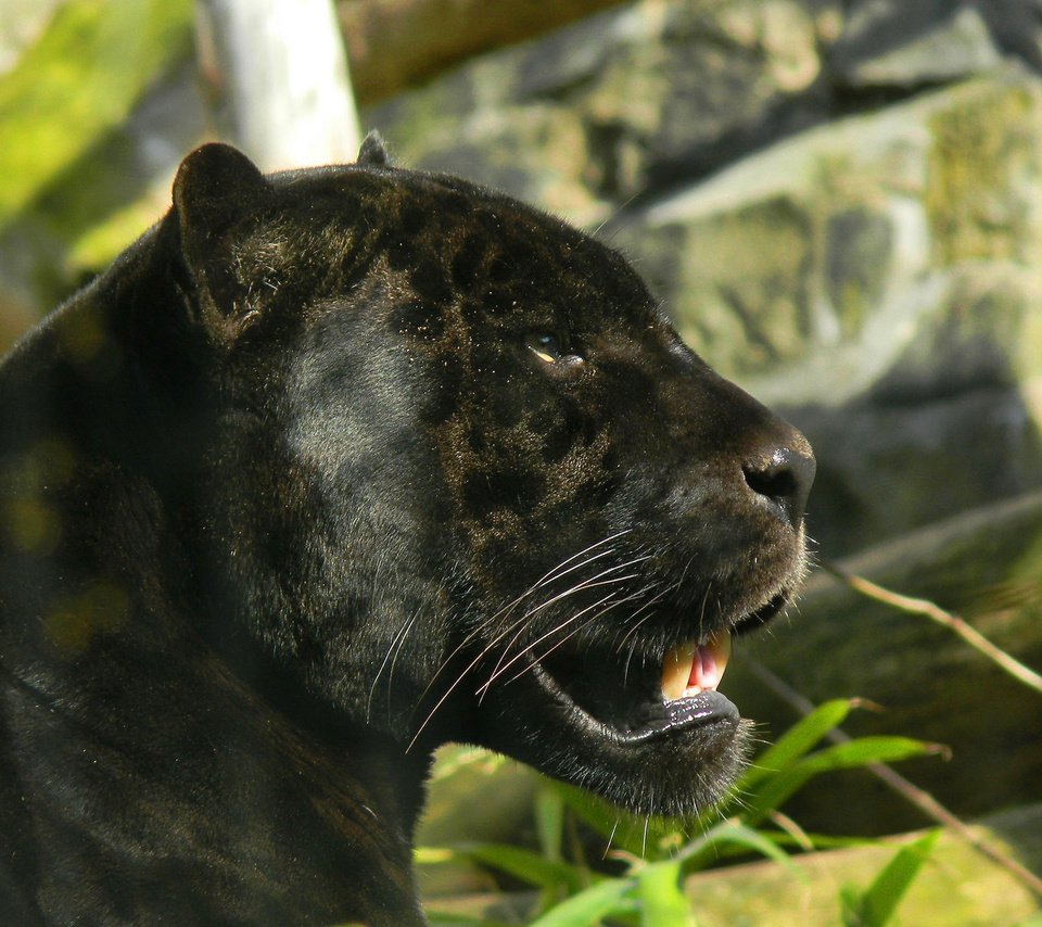 Обои морда, кошка, взгляд, профиль, пантера, черный ягуар, face, cat, look, profile, panther, black jaguar разрешение 1920x1440 Загрузить