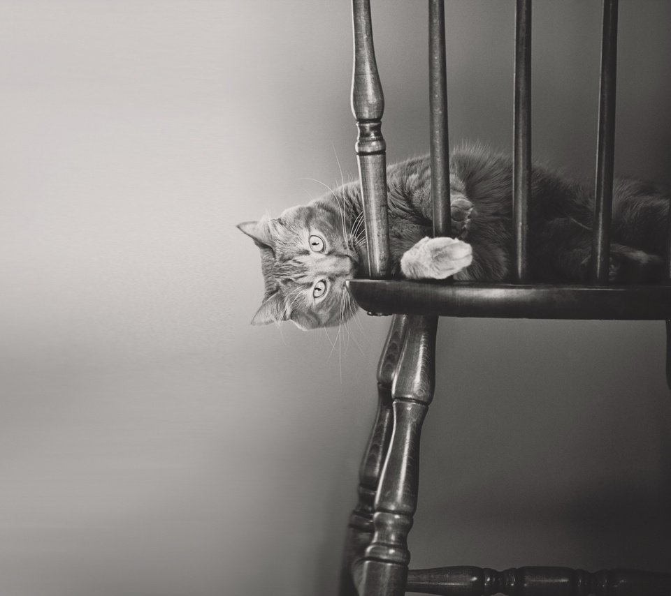 Обои кот, мордочка, кошка, взгляд, чёрно-белое, стул, лапки, cat, muzzle, look, black and white, chair, legs разрешение 1920x1200 Загрузить