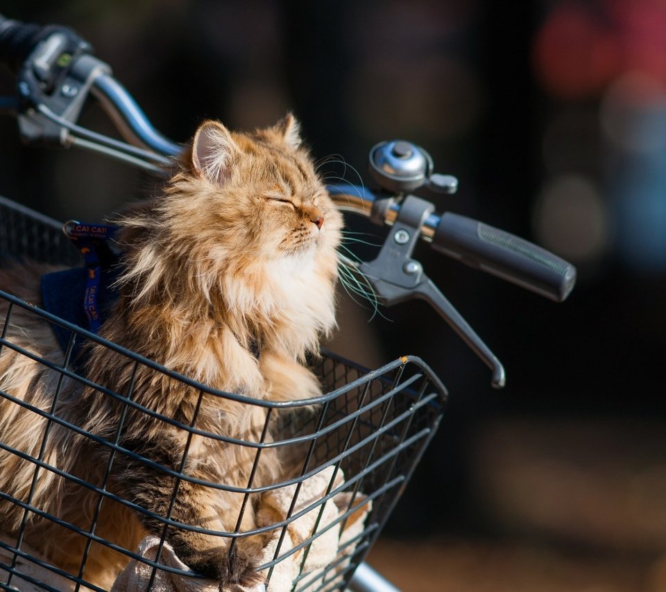 Обои кот, мордочка, кошка, корзина, велосипед, ben torode, дейзи, cat, muzzle, basket, bike, daisy разрешение 1920x1200 Загрузить