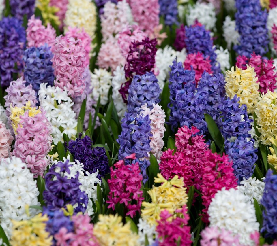 Обои разноцветный, ковер, яркий, гиацинты, colorful, carpet, bright, hyacinths разрешение 2600x1661 Загрузить