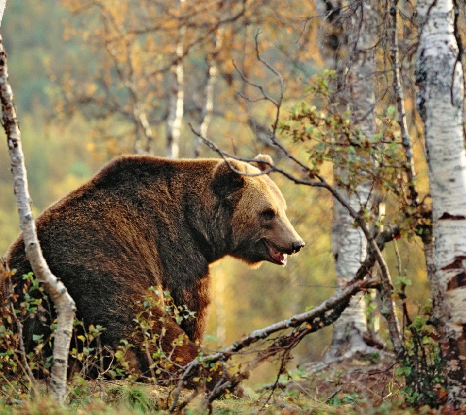 Обои деревья, лес, осень, медведь, бурый медведь, trees, forest, autumn, bear, brown bear разрешение 1920x1080 Загрузить