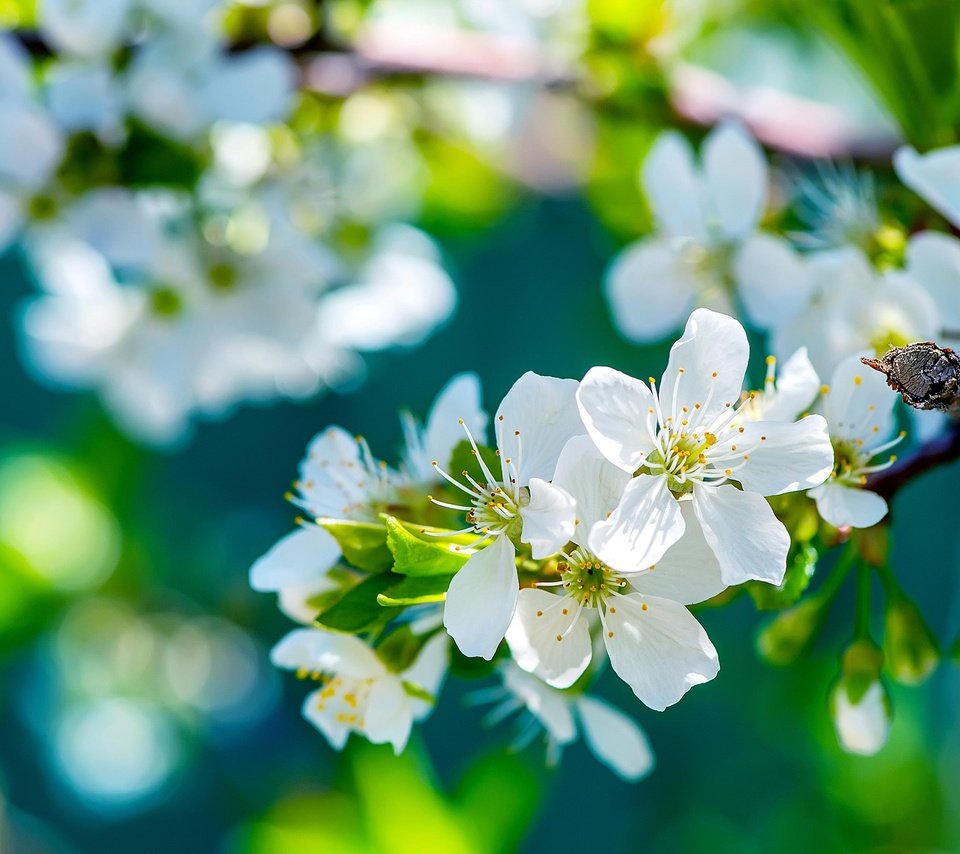 Обои природа, цветение, ветки, весна, яблоня, боке, nature, flowering, branches, spring, apple, bokeh разрешение 2560x1600 Загрузить