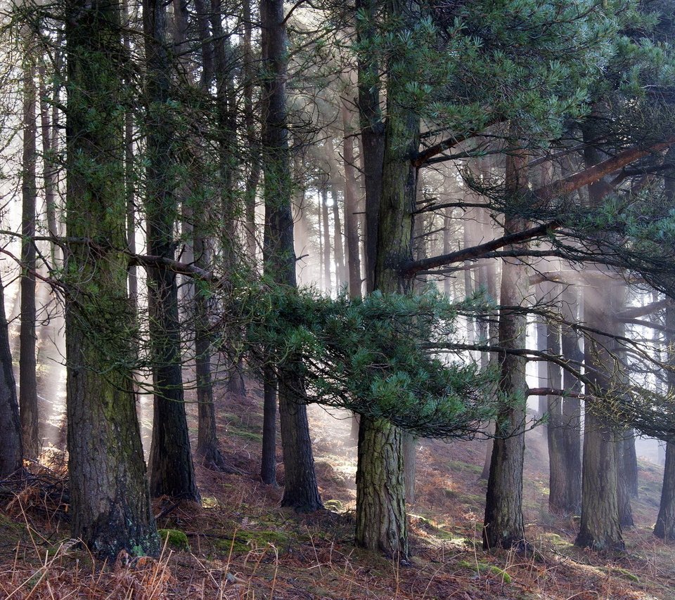 Обои деревья, природа, лес, утро, сосны, trees, nature, forest, morning, pine разрешение 1920x1200 Загрузить