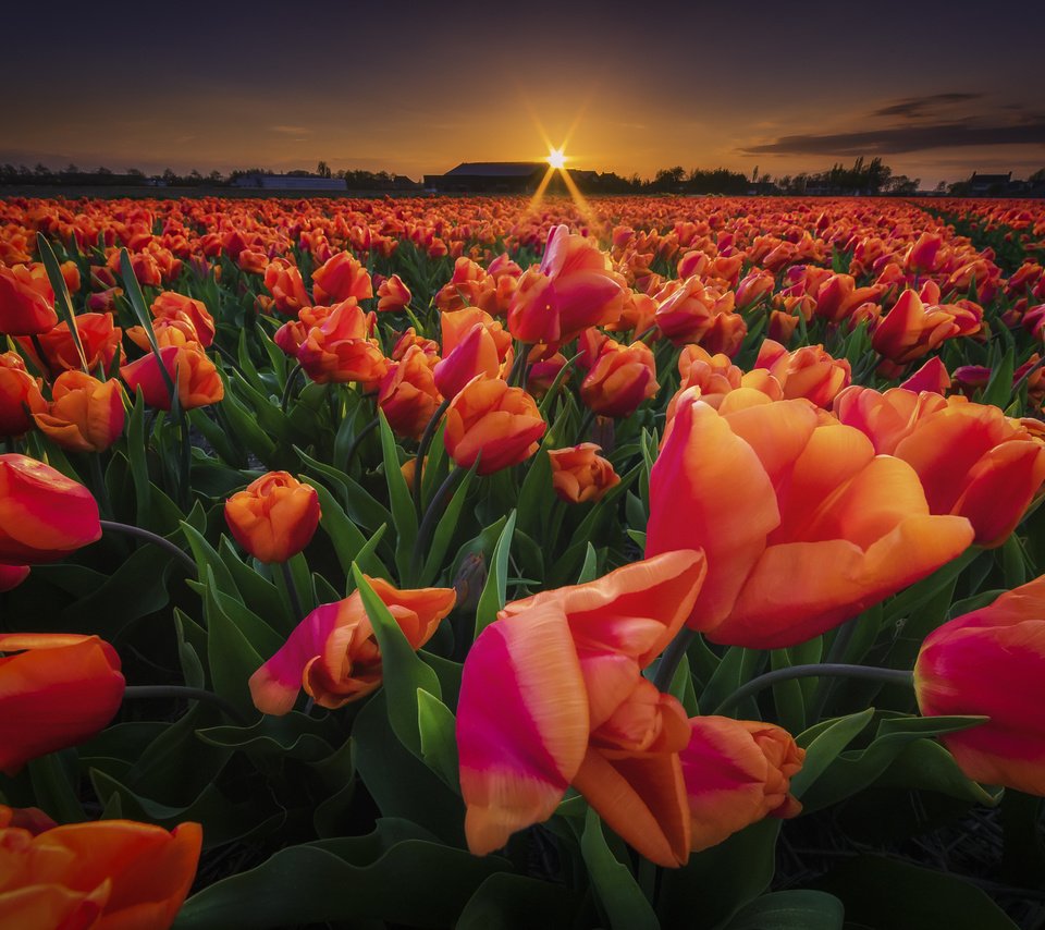 Обои цветы, закат, поле, весна, тюльпаны, flowers, sunset, field, spring, tulips разрешение 2048x1366 Загрузить