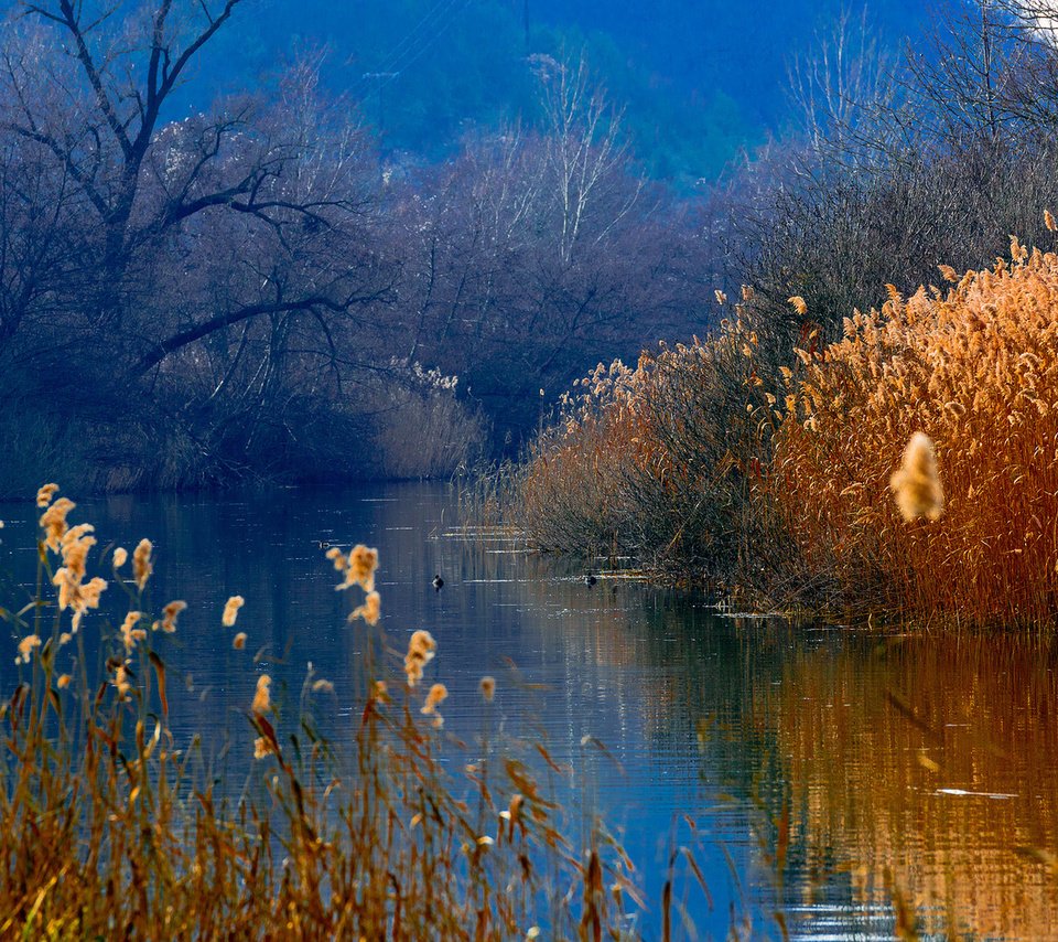 Обои озеро, горы, лес, утки, камыш, lake, mountains, forest, duck, reed разрешение 1920x1080 Загрузить