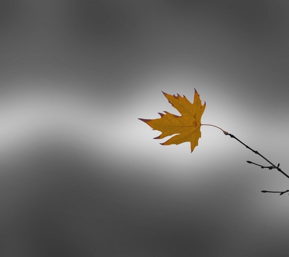 Обои ветка, природа, фон, осень, лист, клен, branch, nature, background, autumn, sheet, maple разрешение 1920x1213 Загрузить