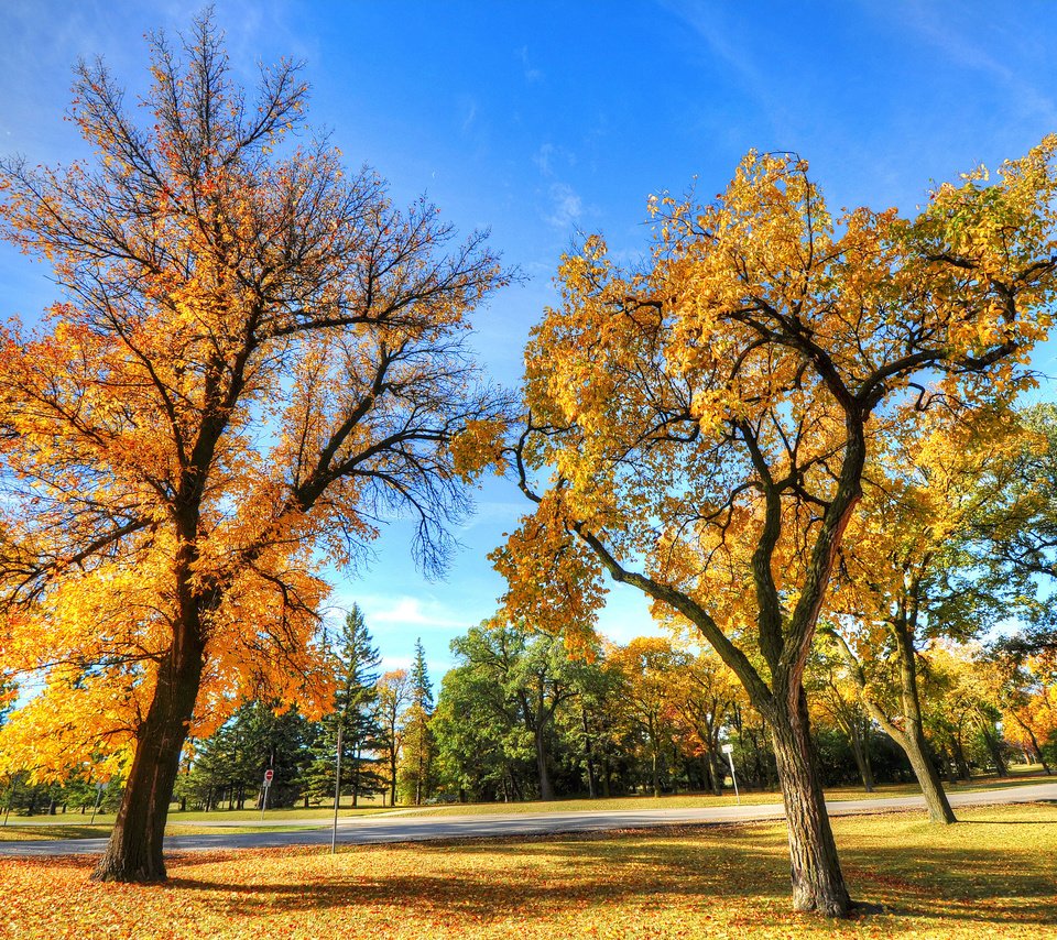 Обои деревья, пейзаж, парк, осень, trees, landscape, park, autumn разрешение 2560x1700 Загрузить