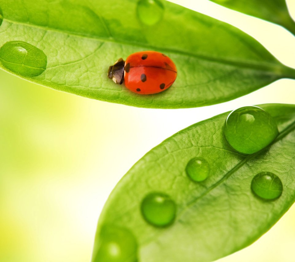 Обои листья, жук, макро, насекомое, капли, божья коровка, leaves, beetle, macro, insect, drops, ladybug разрешение 1920x1200 Загрузить