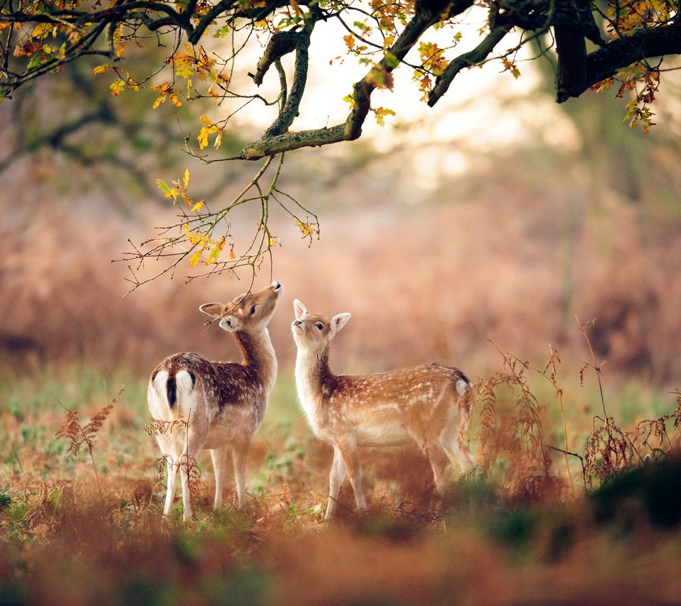 Обои лес, животные, осень, размытость, олени, оленята, forest, animals, autumn, blur, deer, fawns разрешение 2048x1363 Загрузить