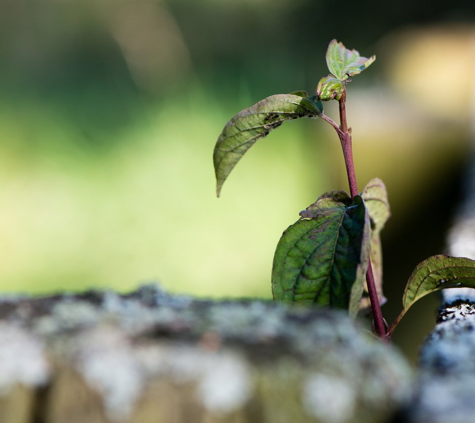 Обои ветка, природа, листья, макро, забор, branch, nature, leaves, macro, the fence разрешение 2560x1600 Загрузить