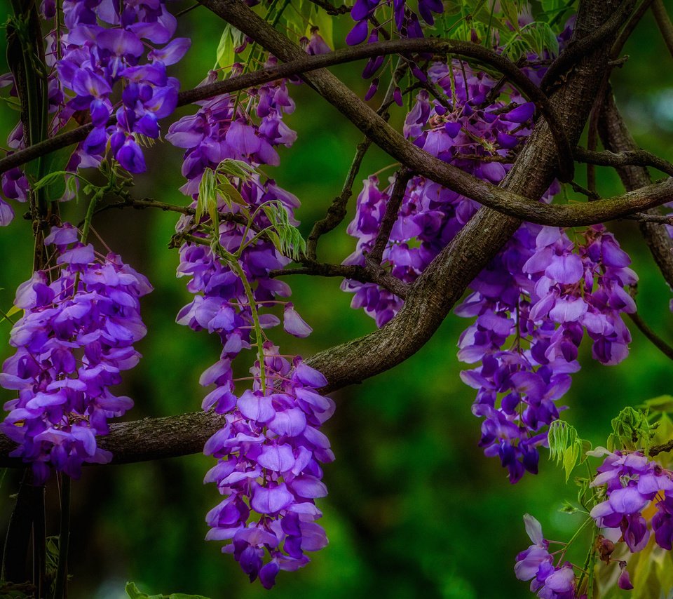 Обои цветы, природа, макро, ветки, соцветия, глициния, вистерия, flowers, nature, macro, branches, inflorescence, wisteria разрешение 2048x1299 Загрузить