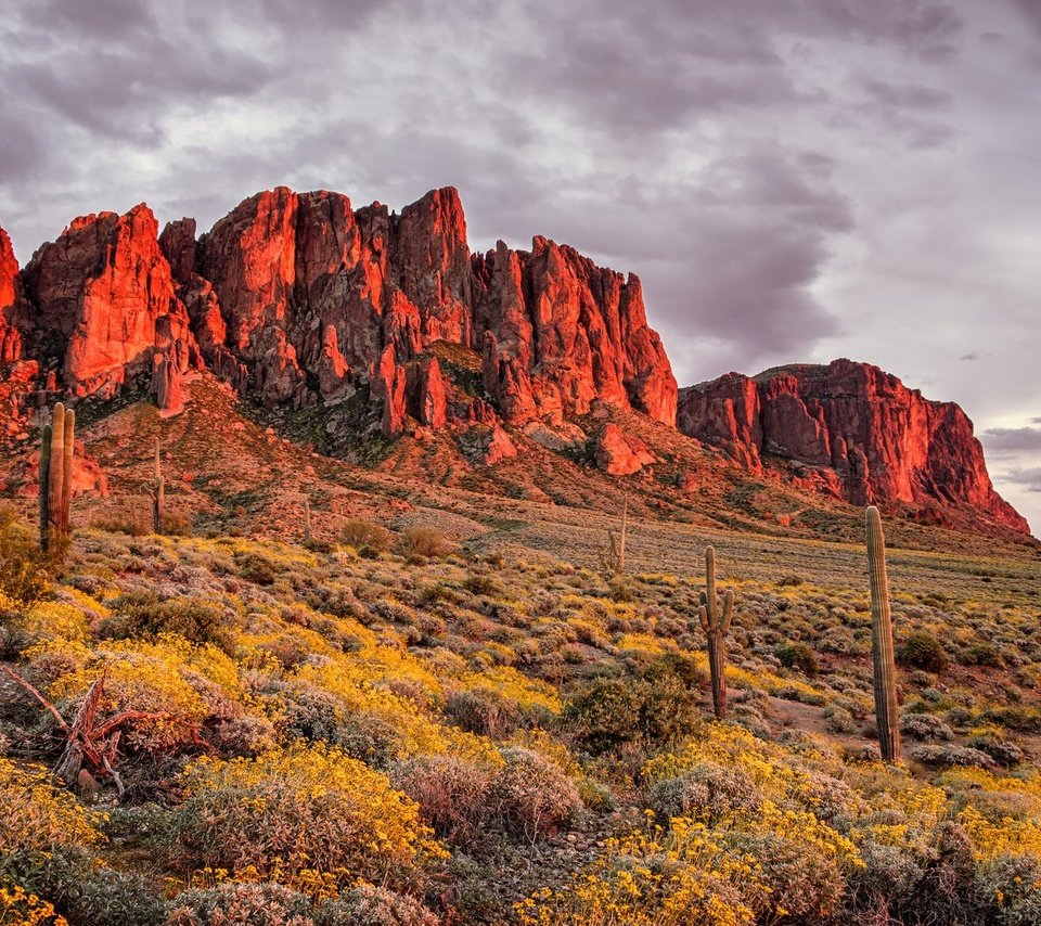 Обои цветы, горы, скалы, пустыня, аризона, кактусы, flowers, mountains, rocks, desert, az, cacti разрешение 1920x1200 Загрузить