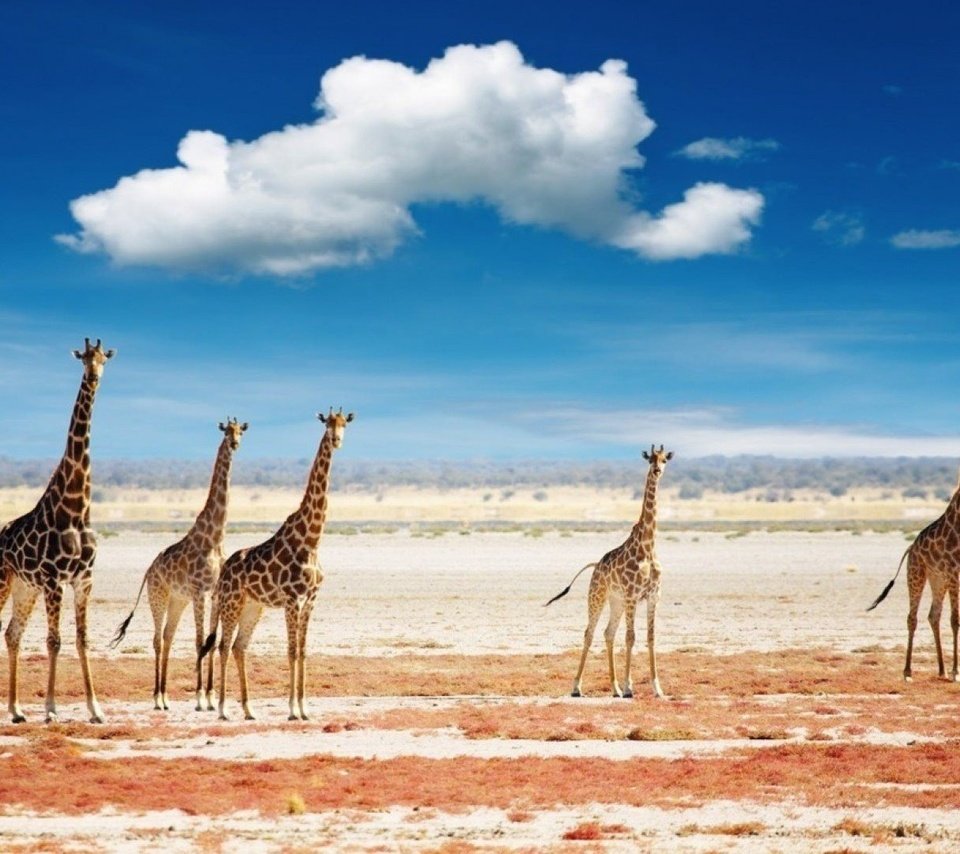 Обои небо, облака, животные, африка, жираф, жирафы, the sky, clouds, animals, africa, giraffe, giraffes разрешение 1921x1080 Загрузить