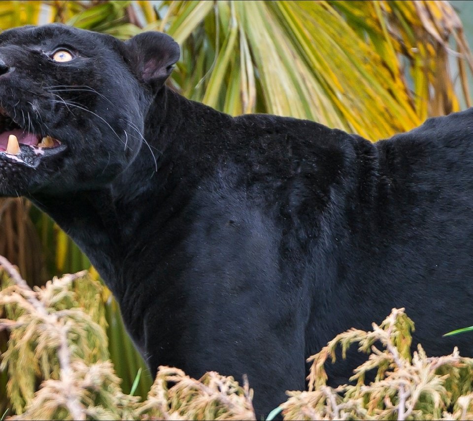 Обои морда, кошка, хищник, профиль, пантера, животное, дикая кошка, чёрная пантера, face, cat, predator, profile, panther, animal, wild cat, black panther разрешение 2076x1168 Загрузить