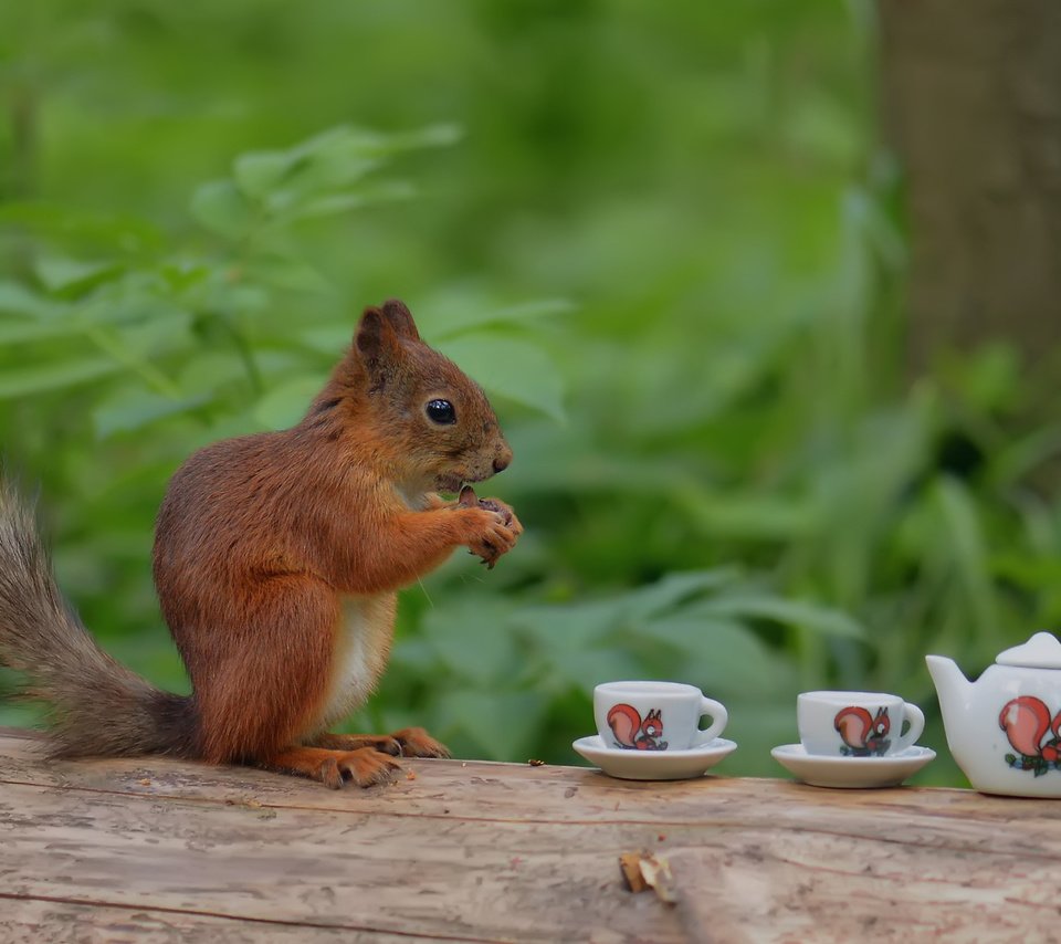 Обои дерево, лес, ствол, белка, чаепитие, чашки, прикол, белочка, tree, forest, trunk, protein, the tea party, cup, the trick, squirrel разрешение 1920x1200 Загрузить