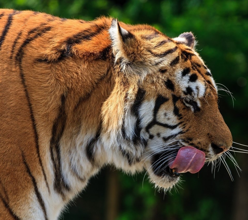 Обои тигр, морда, профиль, язык, дикая кошка, tiger, face, profile, language, wild cat разрешение 2048x1341 Загрузить