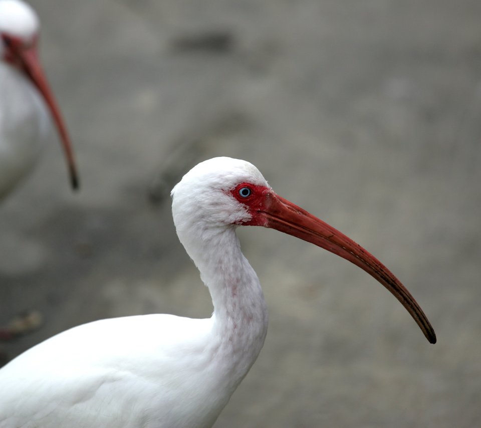 Обои птицы, клюв, перья, глаз, шея, ибис, birds, beak, feathers, eyes, neck, ibis разрешение 3104x2072 Загрузить